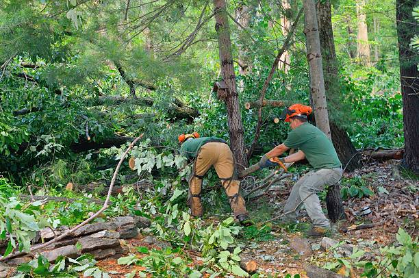 Best Tree Health Inspection  in USA